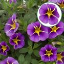 Afbeelding van Calibrachoa P12 "Import" Rave Blue Bicolor